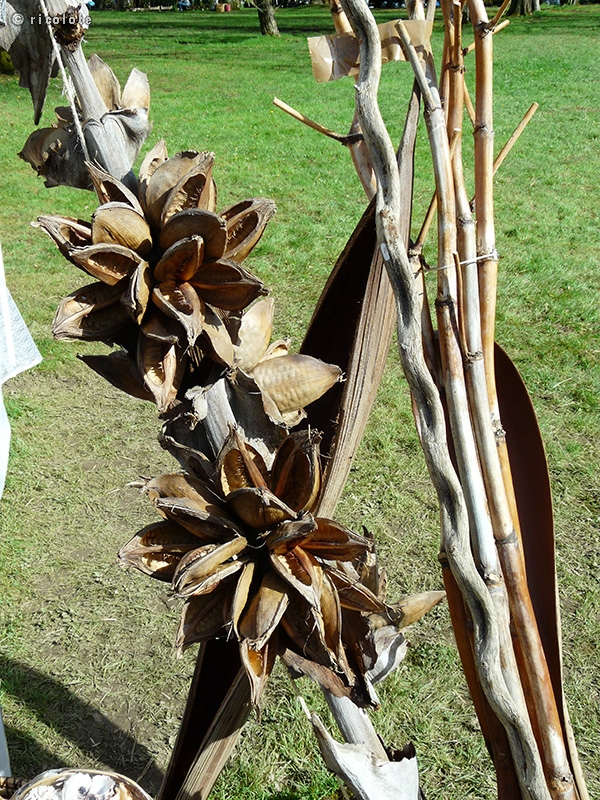 Branches et cosses de cacao