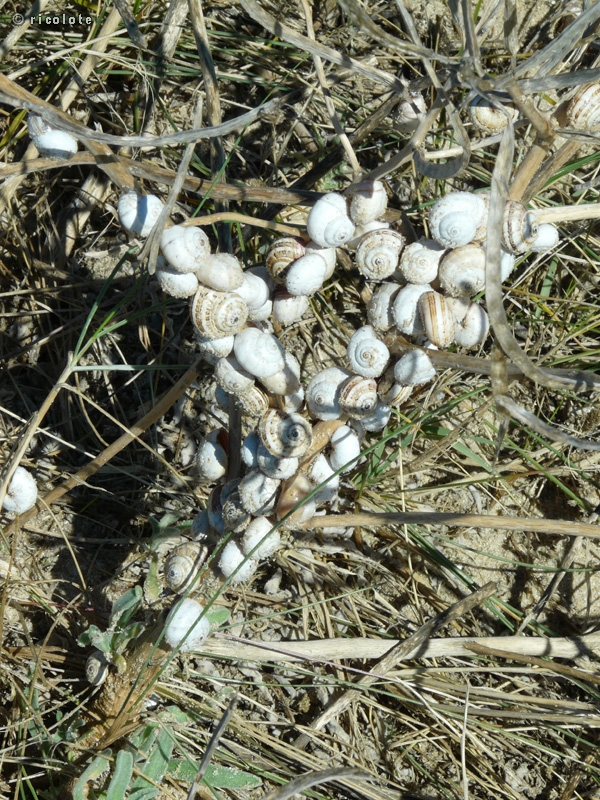 Cagouilles