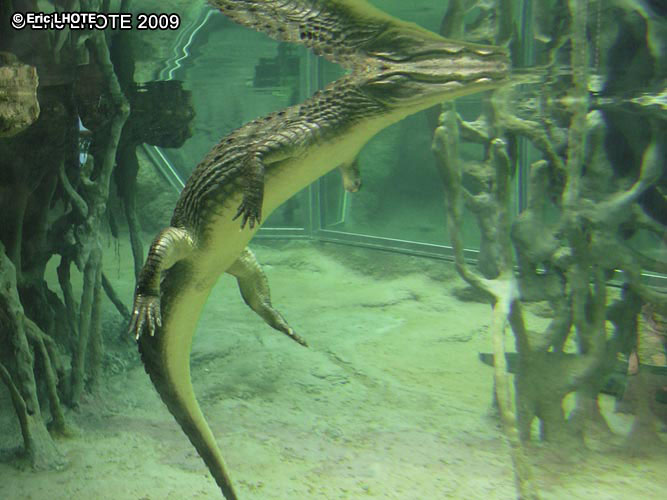Caiman