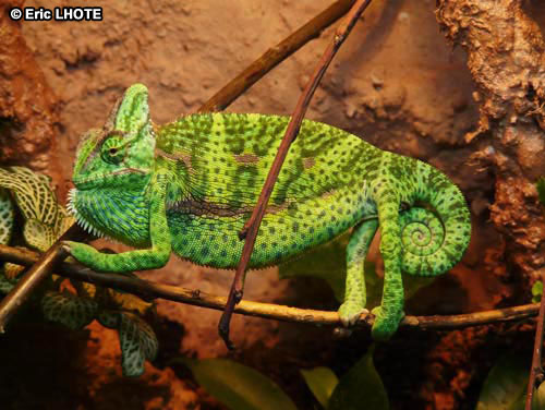 CamÃ©lÃ©on casquÃ© du YÃ©men