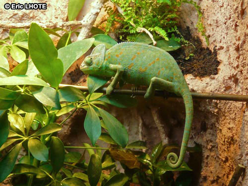 CamÃ©lÃ©on casquÃ© du YÃ©men