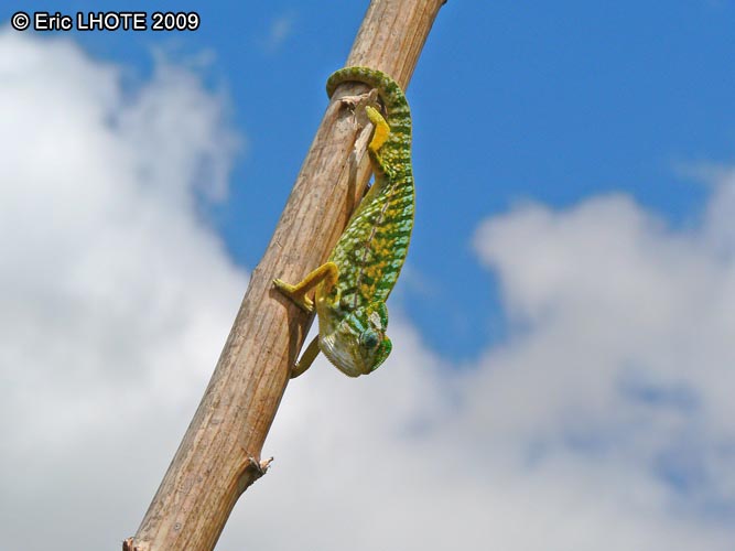 CamÃ©lÃ©on de Madagascar