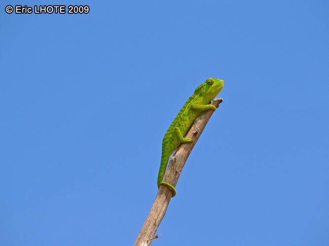 CamÃ©lÃ©on de Madagascar