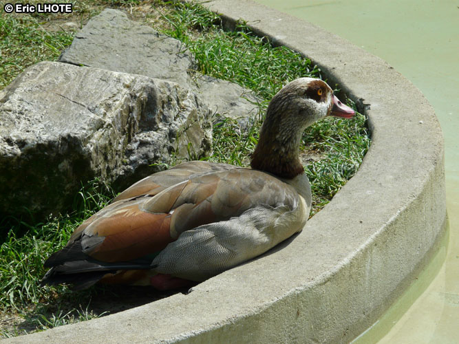 Canard