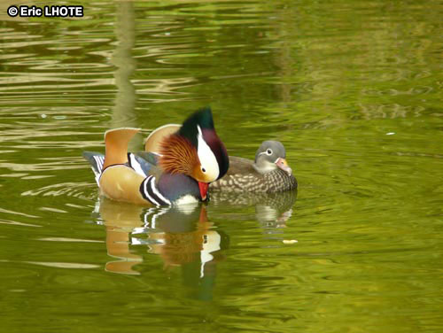 Canard Mandarin