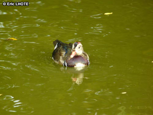 Canard Mandarin