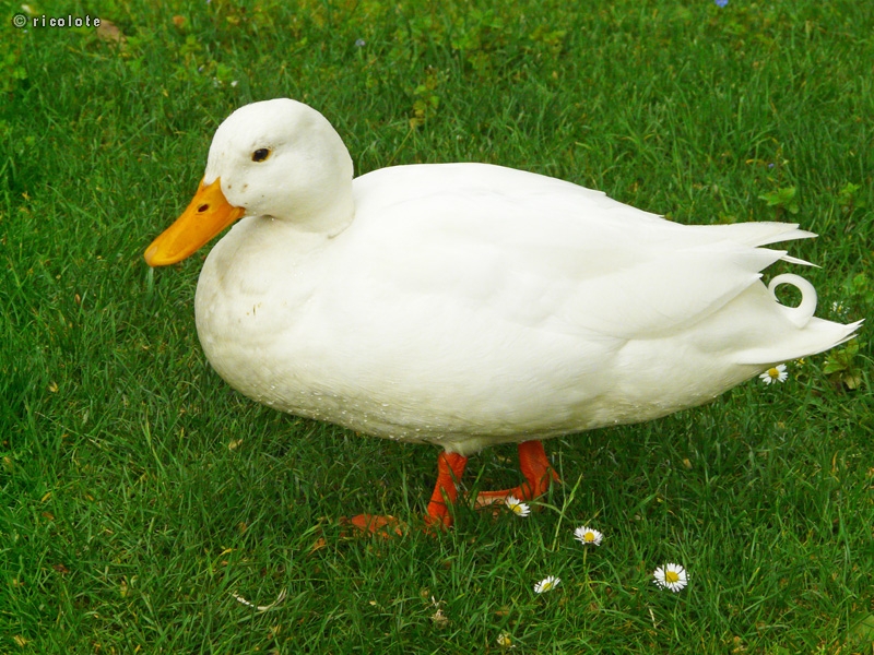Canard blanc