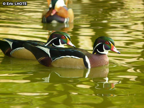 Canard carolin