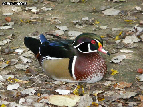 Canard carolin