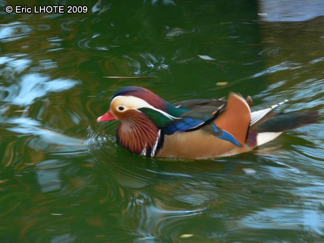 Canard mandarin