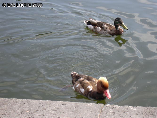 Canard nette rousse