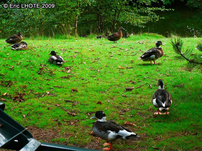 Canards