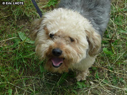 Caniche