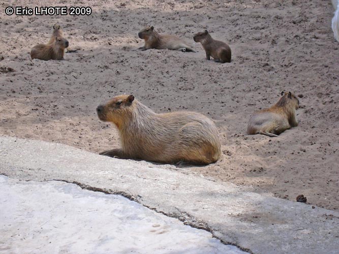 Capybara