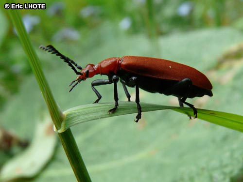 Cardinal rouge