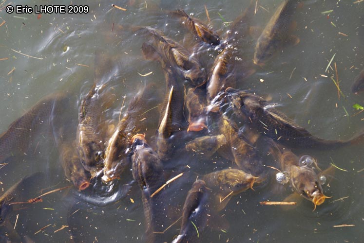 Carpes