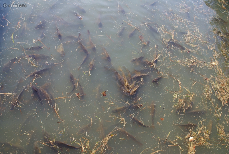 Carpes