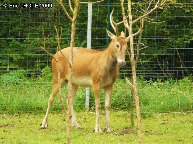 Cerf axis