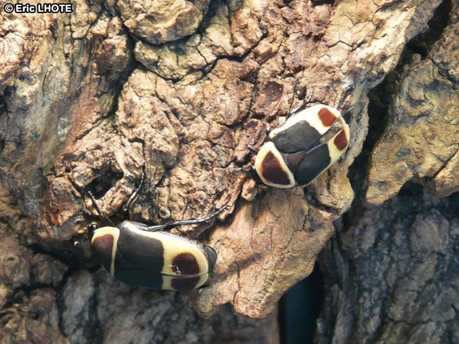 CÃ©toine marginÃ©e du Kenya