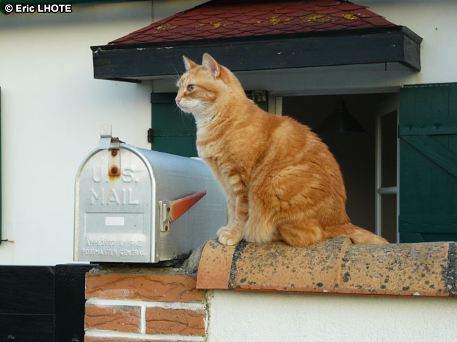 Chat roux
