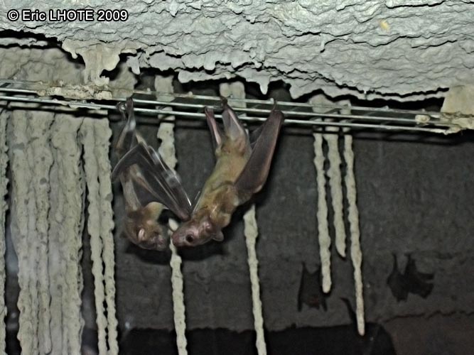Chauve-souris