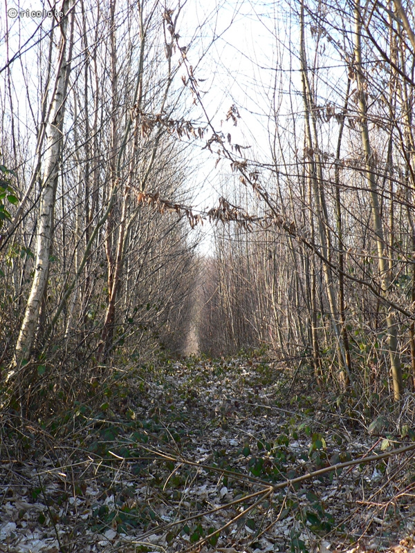 Chemin dans un perchis