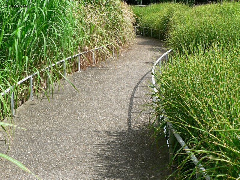 Chemin de graminÃ©es