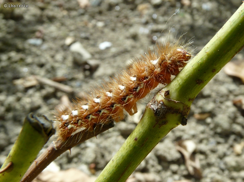 Chenille