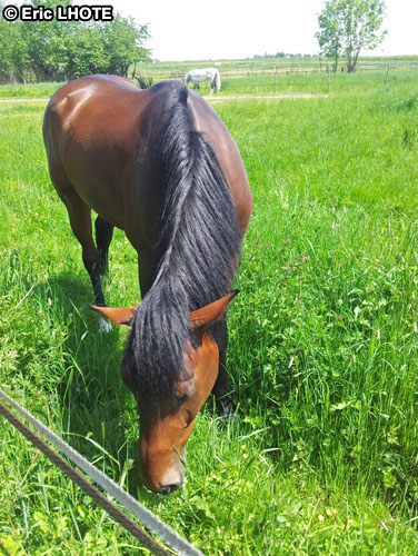 Cheval