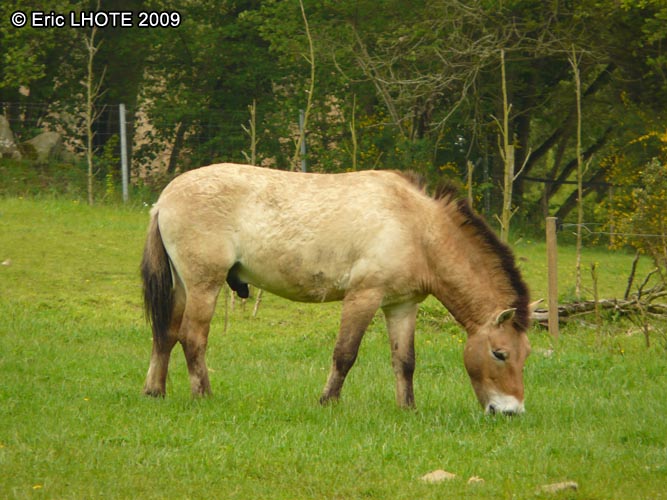 Cheval de przewalski