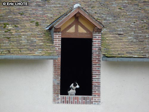 Chien de berger