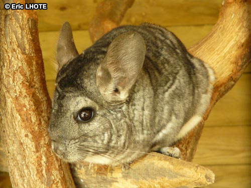 Chinchilla