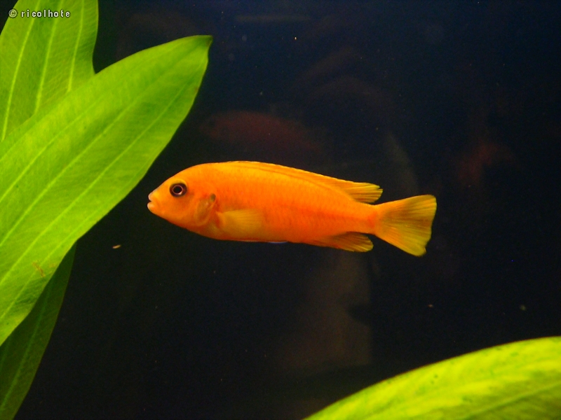 CichlidÃ© Cobalt femelle