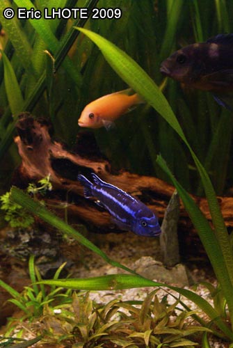 CichlidÃ© cobalt bleu Ã©lectrique