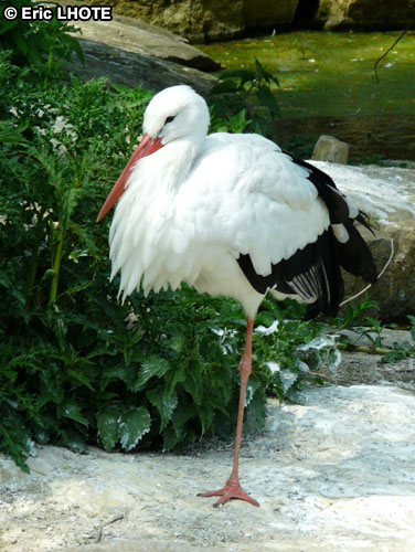 Cigogne