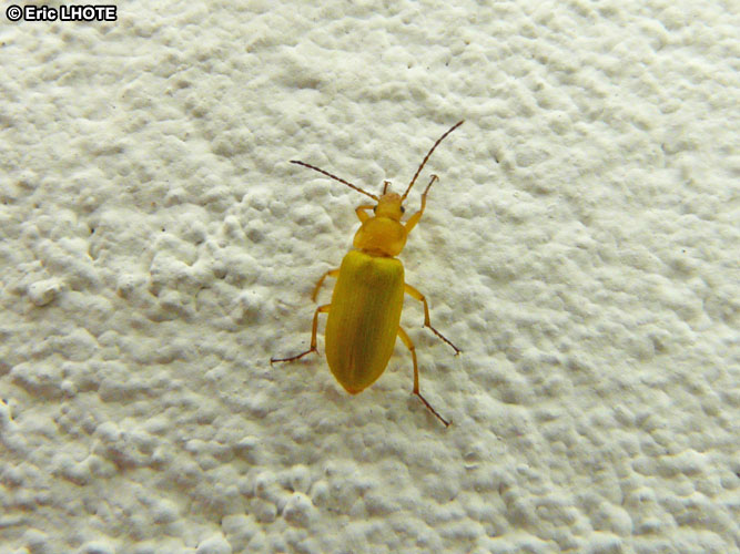 CistÃ¨le jaune