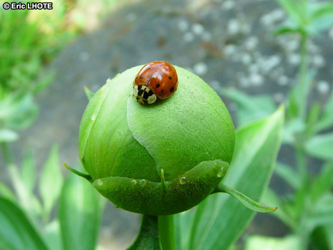 Coccinelle