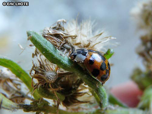 Coccinelle