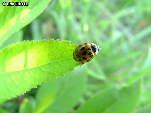 Coccinelle