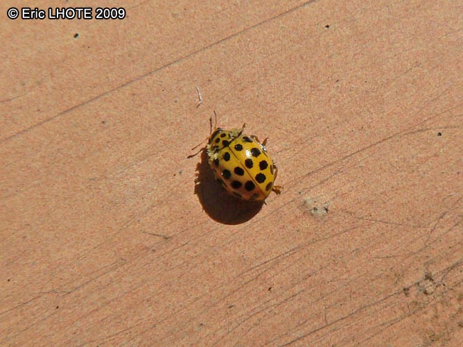 Coccinelle Ã  22 points