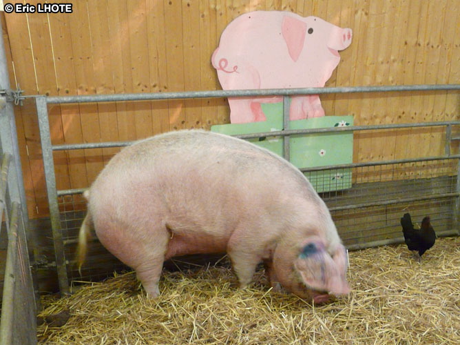 Cochon