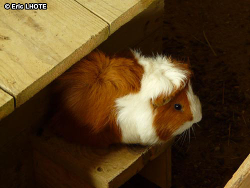 Cochon d'inde