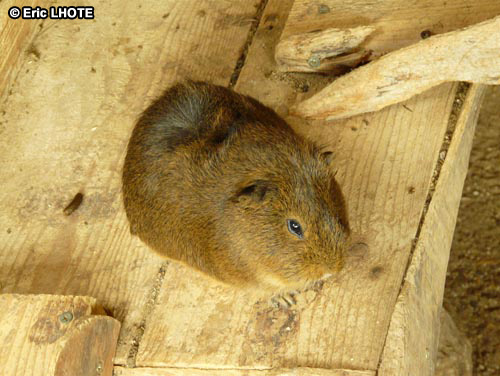 Cochon d'inde