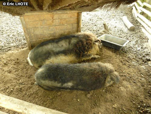 Cochon laineux