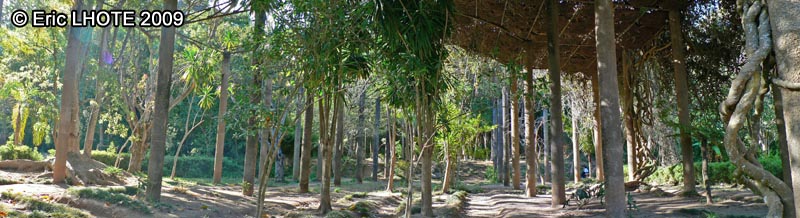 Colonnes et lianes d'IpomÃ©es