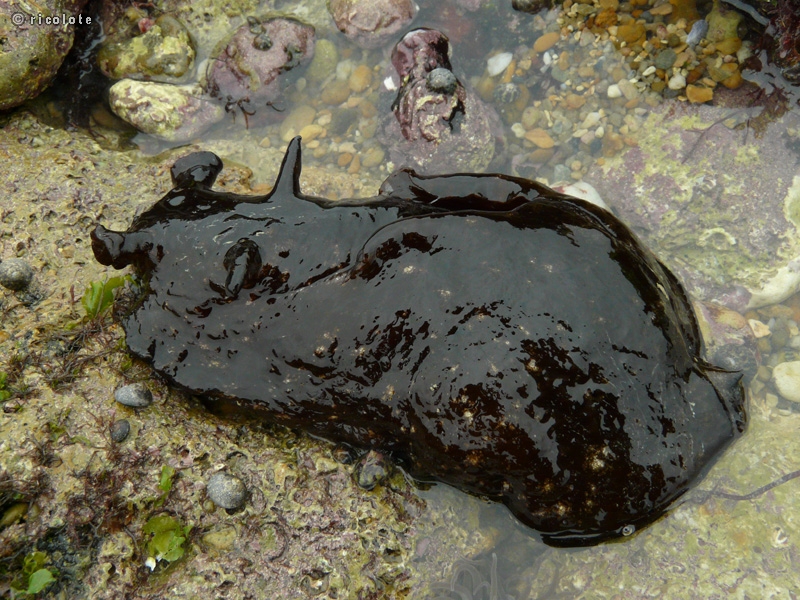 Concombre de mer