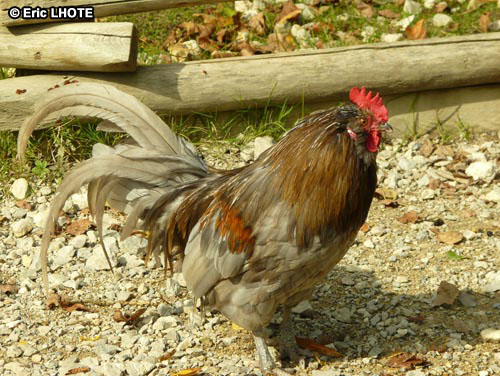 Coq