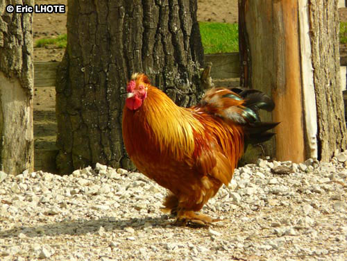 Coq