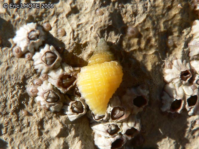 Coquillage