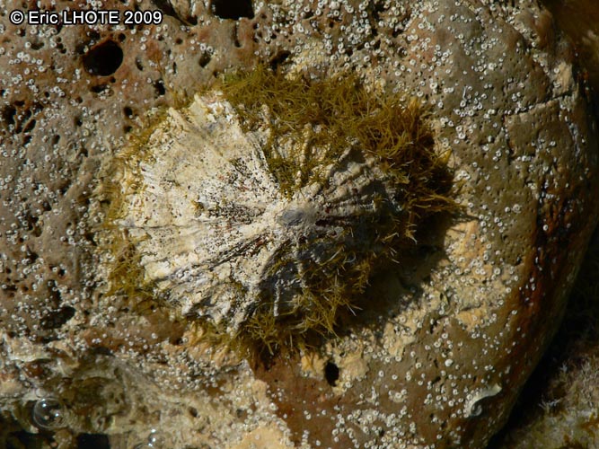 Coquillage chapeau chinois